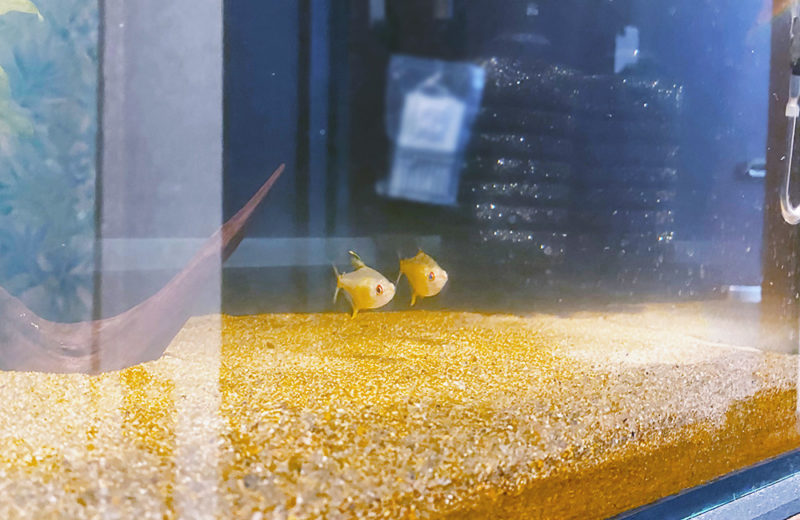 東京都杉並区 個人宅様 45cm淡水魚水槽 スポットメンテナンス事例 水槽画像5