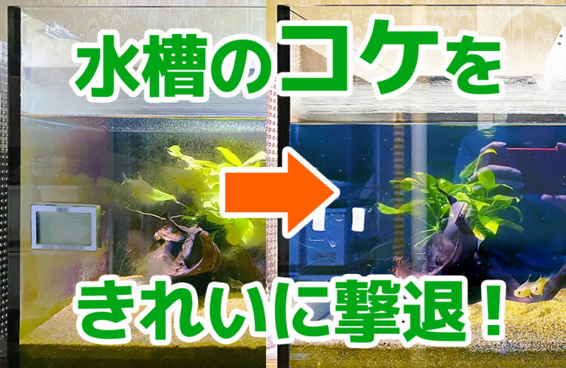 東京都杉並区 個人宅様 45cm淡水魚水槽 スポットメンテナンス事例 水槽画像1