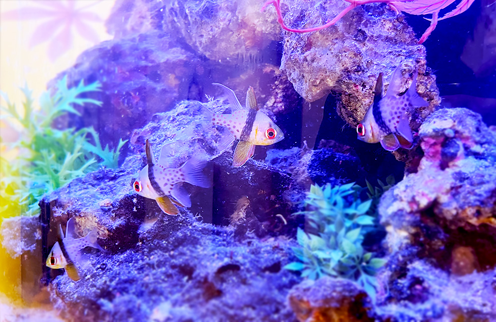 岩の周りを泳ぐマンジュウイシモチの仲間と水草のレイアウト