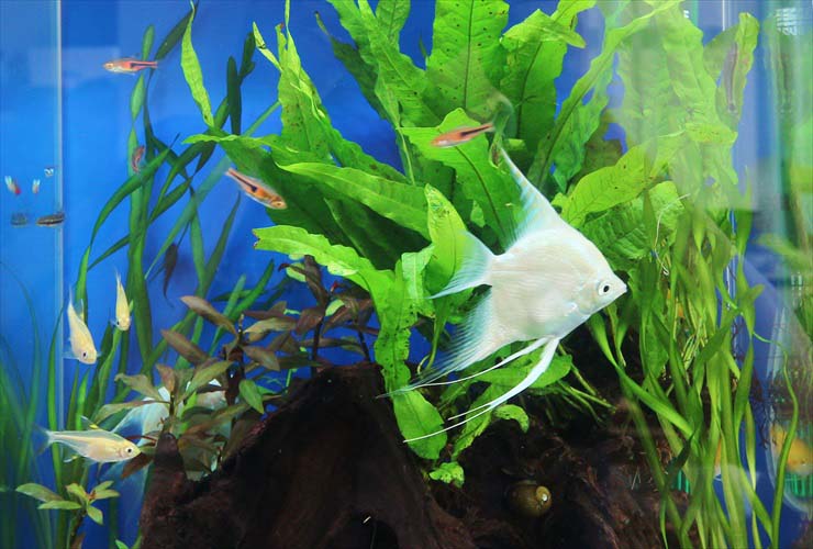 水草水槽を泳ぐエンゼルフィッシュと小型熱帯魚の群れ