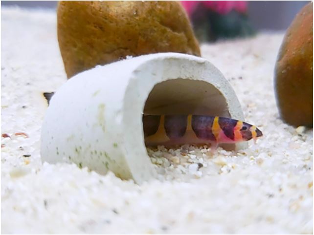 白い土管の隠れ家から顔を出す縞模様の熱帯魚