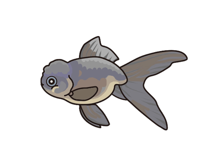丸い体と長い尾ひれを持つ黒い金魚のイラスト