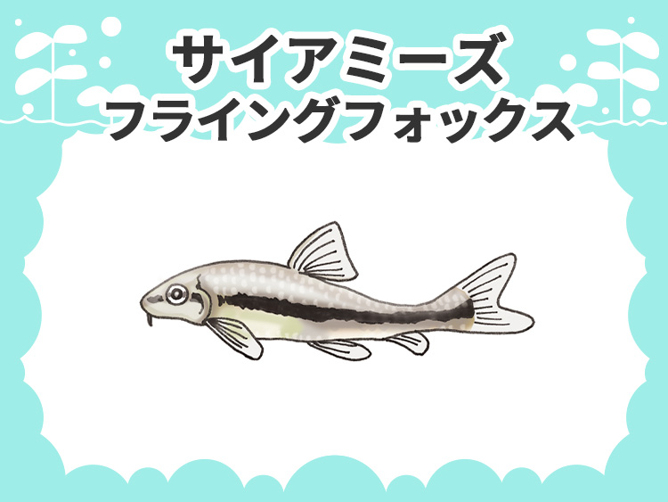 サイアミーズフライングフォックスのお魚図鑑