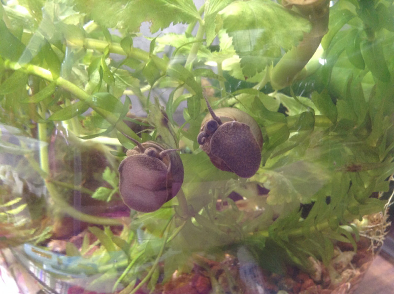 水槽の壁面に付着する2匹の貝と生い茂る水草