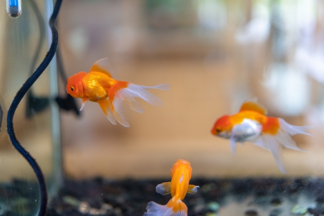 水槽内を泳ぐ3匹の金魚と黒い底砂の風景