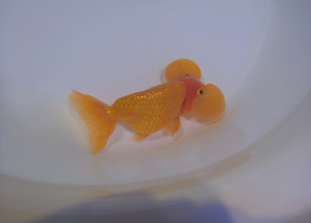 白い容器の中を泳ぐ大きな水泡眼の金魚
