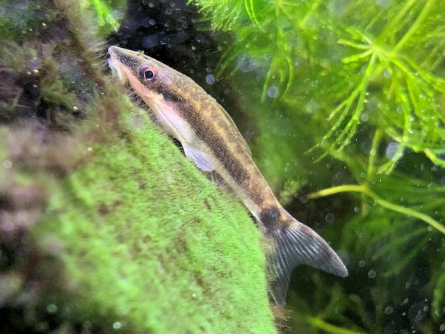 苔の付いた石に張り付くオトシンクルスと水草の背景