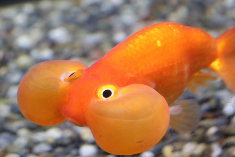 大きな水泡眼を持つオレンジ色の金魚と底砂の砂利