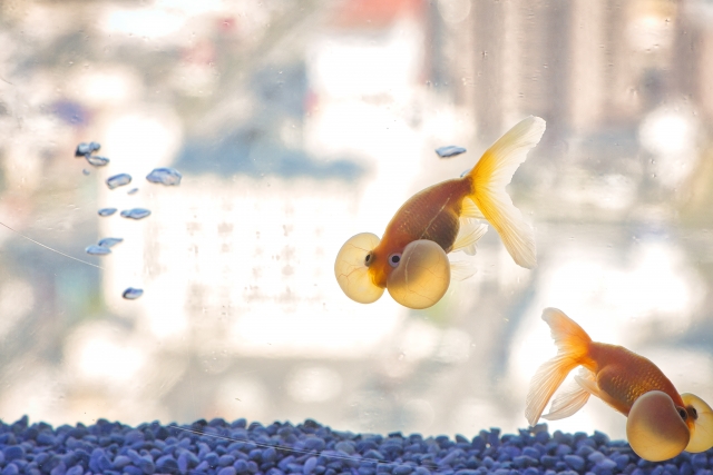 水槽内を泳ぐ2匹の金魚と青い底砂と気泡