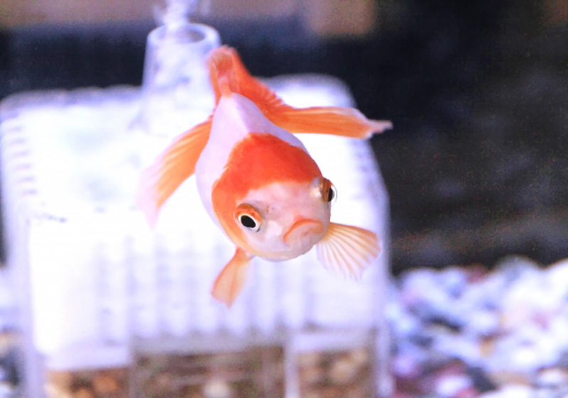 投げ込み式フィルターの前を泳ぐ紅白の金魚