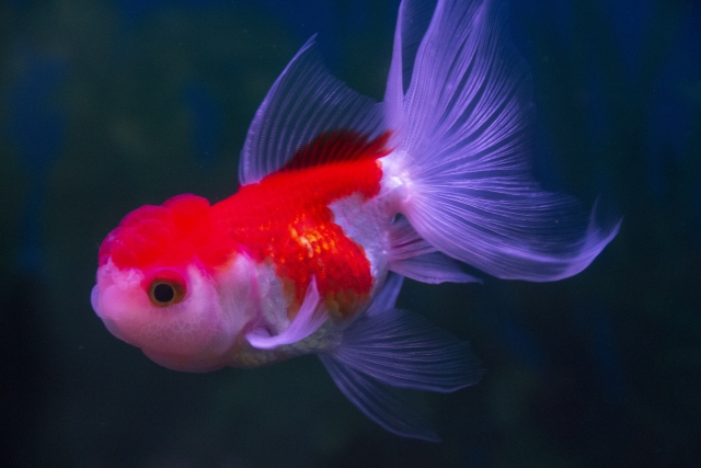暗い背景を泳ぐ赤と白の更紗模様の金魚
