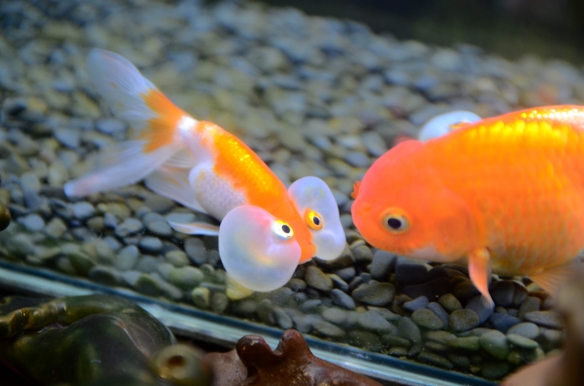水槽の砂利の上を泳ぐ水泡眼と金魚の仲間