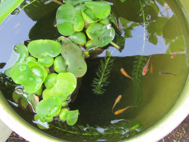 睡蓮鉢でホテイアオイと水草の間に泳ぐメダカの俯瞰図