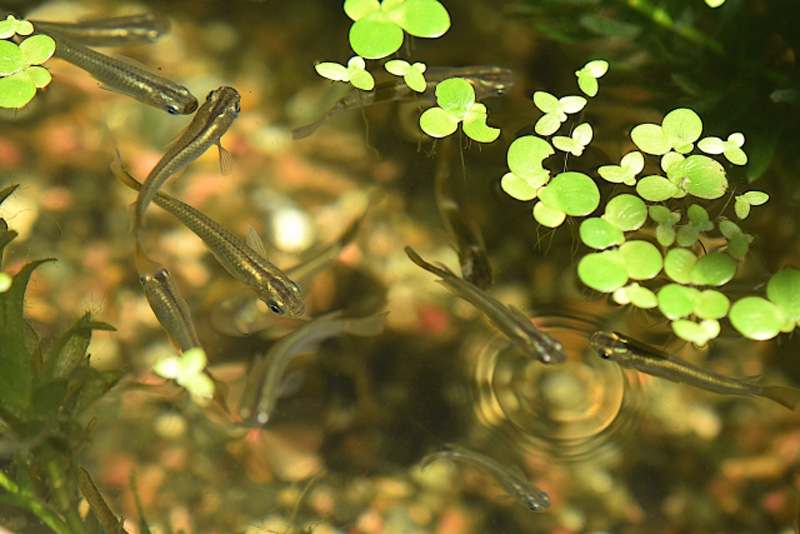 浮き草の下を泳ぐメダカの群れと水面の波紋