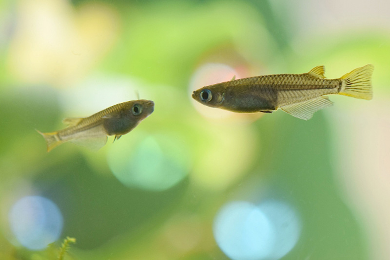 水草を背景に泳ぐ2匹のメダカと水面の光の玉ボケ