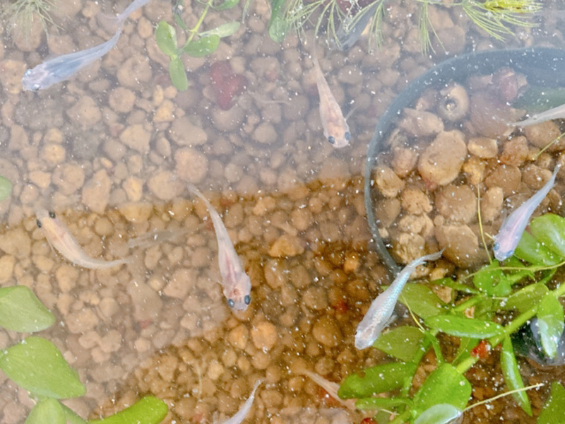 赤玉土を敷いた水槽を泳ぐメダカと水草の上見画像