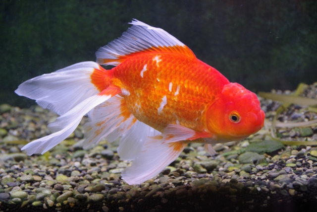 砂利の上を泳ぐ赤と白の長いヒレを持つ金魚の横顔