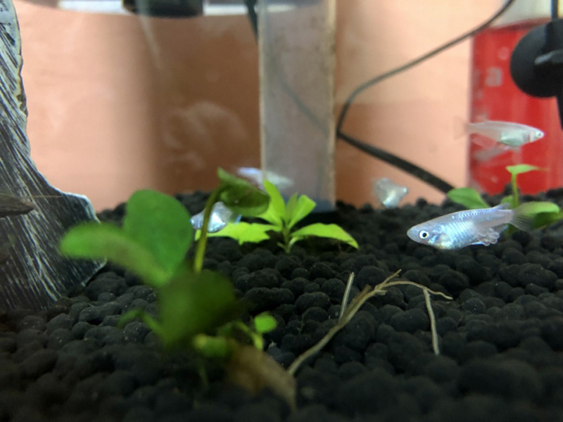 黒い底砂の水槽を泳ぐメダカと水草の近接写真