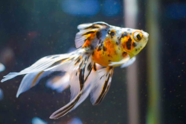 水槽内を泳ぐ三色模様で長い鰭を持つ金魚の横顔
