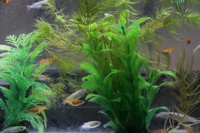 水草の茂みを泳ぐメダカとオレンジ色の小型魚の群れ