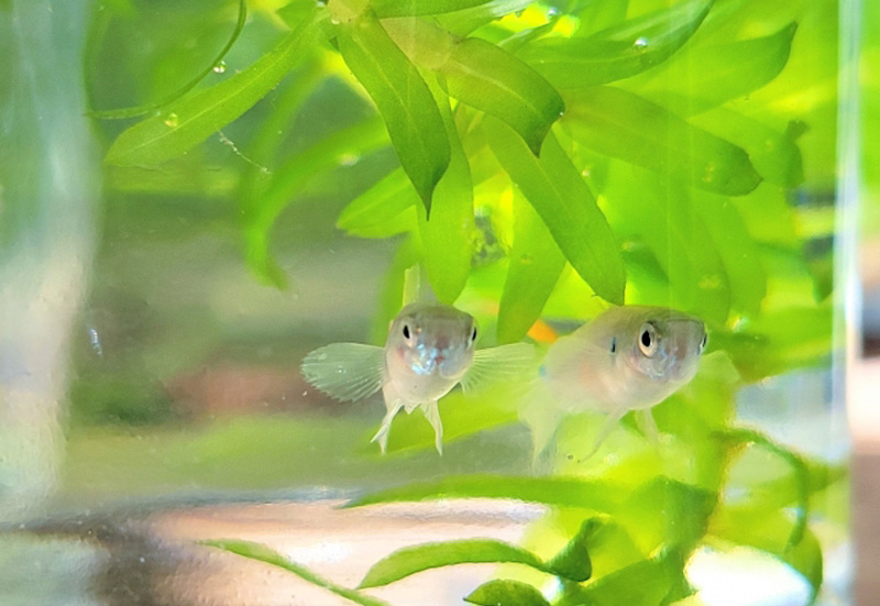水草の陰を泳ぐ2匹のメダカと緑色の水草