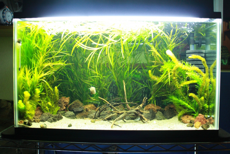 水草が茂る水槽内の流木と石のレイアウト構成
