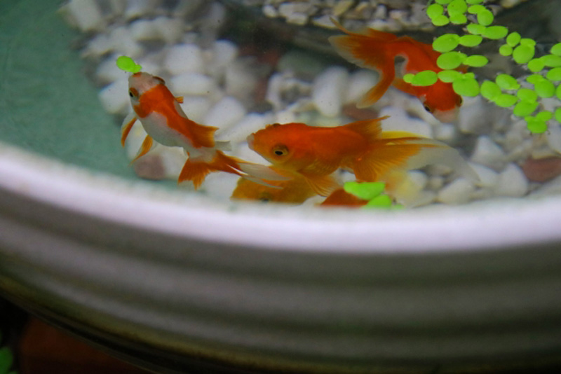 睡蓮鉢で泳ぐ数匹の金魚と水面に浮かぶ浮き草