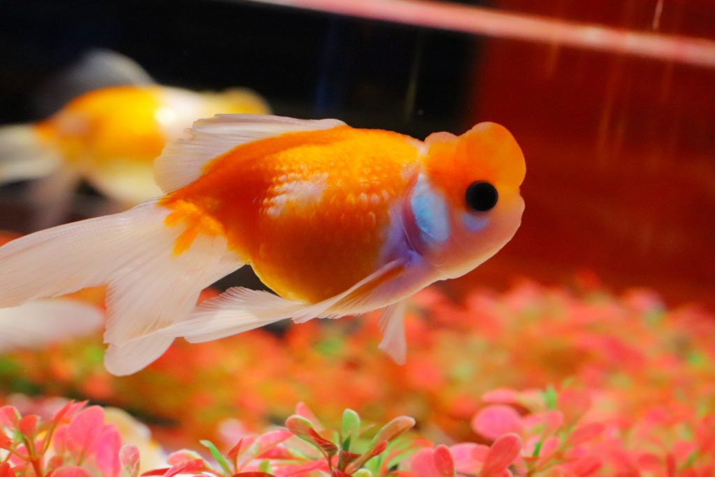 赤い水草の上を泳ぐオレンジと白の金魚の横顔
