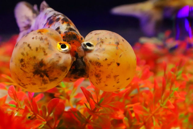 赤い水草の上を泳ぐ大きな水泡眼の金魚の正面写真