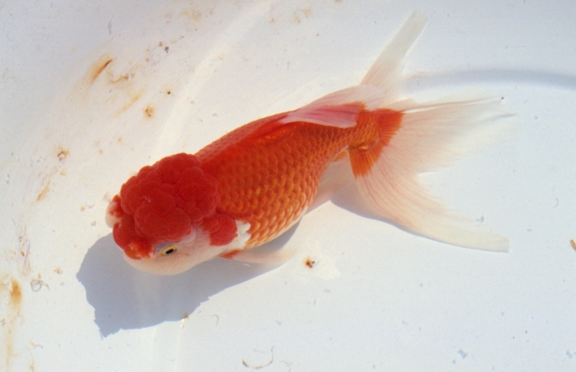 白い容器の中を泳ぐ頭部に肉瘤がある赤と白の金魚