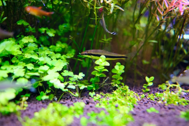 水草が茂る水槽内を泳ぐ小型熱帯魚とソイルの底床