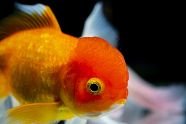 黒い背景を泳ぐ頭部の赤い肉瘤が特徴的な金魚の横顔