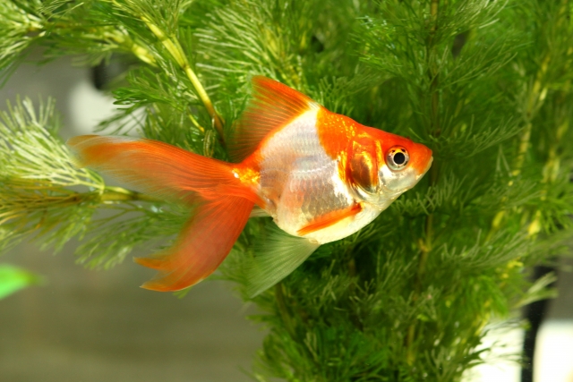 水草の前を泳ぐ紅白の琉金型の金魚