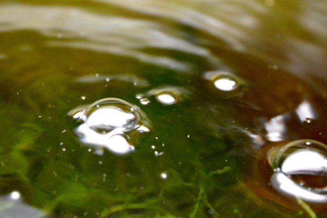 水面に浮かぶ気泡と水中の水草のクローズアップ画像