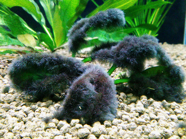 水草の葉に大量に付着した黒い髭状のコケと底砂のソイル