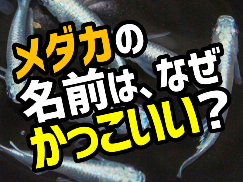 メダカの名前は、なぜかっこいい？の文字と泳ぐメダカ群れ