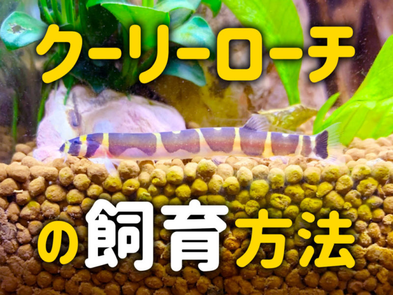 クーリーローチの飼育方法の文字と底砂を泳ぐ生体画像