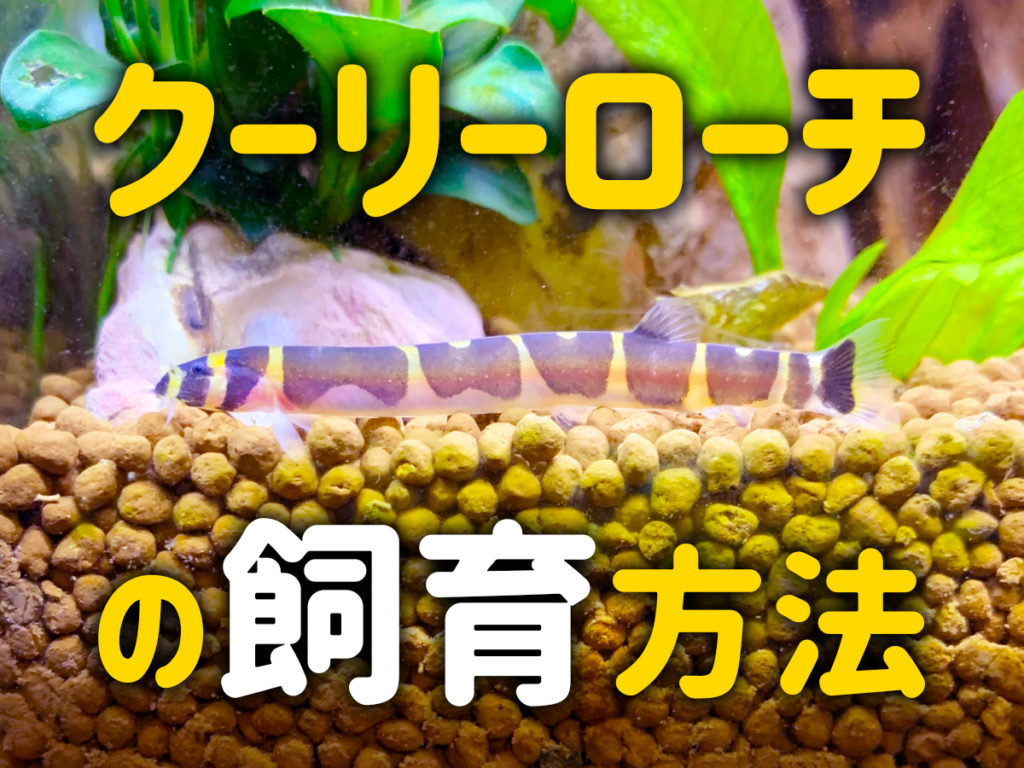 クーリーローチの飼育方法!混泳、種類、寿命、底砂についてを解説のサムネイル画像