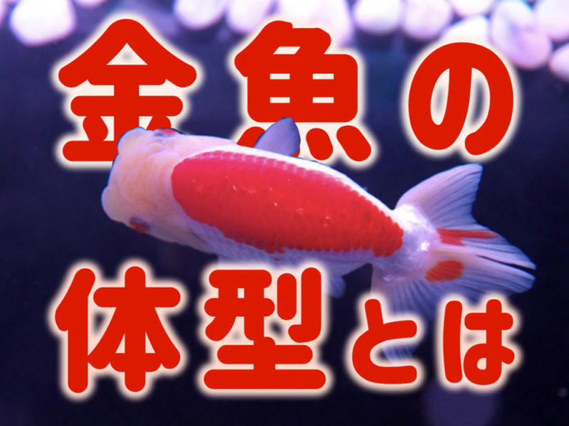 金魚の体型とはの文字と赤白の金魚が泳ぐ見出し画像