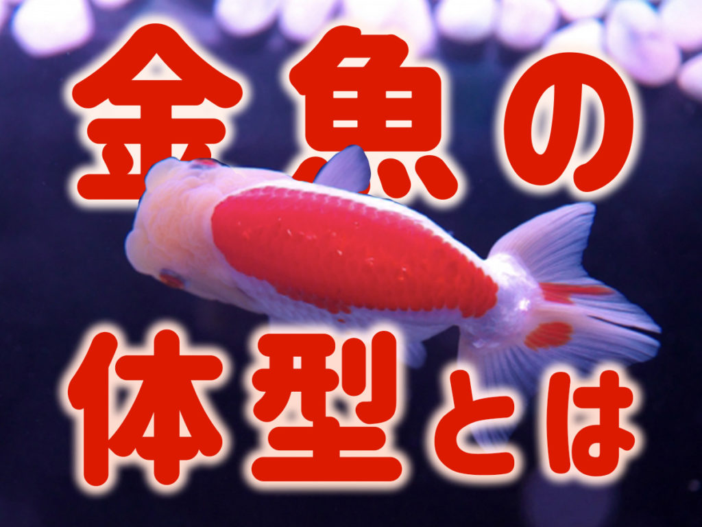 金魚の体型とは!フナ型和金から琉金型、らんちゅうまでご紹介しますのサムネイル画像