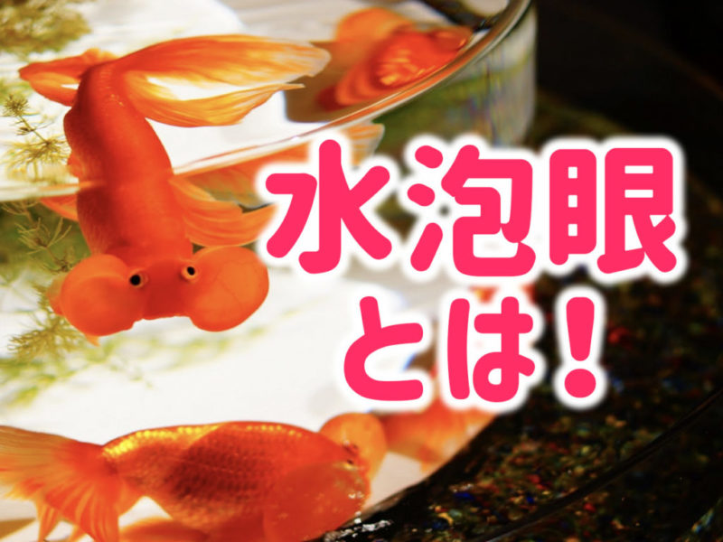 水泡眼とは！の文字と水槽を泳ぐ金魚の見出し画像