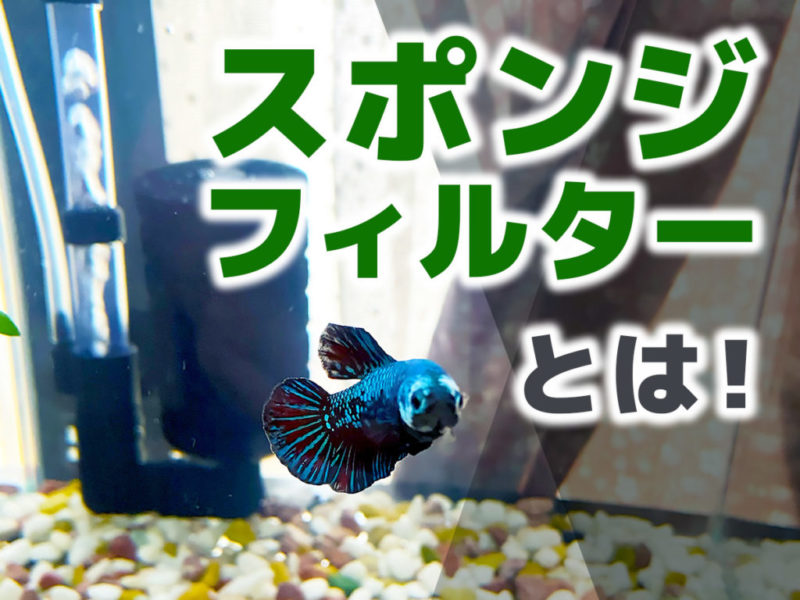 スポンジフィルターとは!の文字と青い熱帯魚の画像