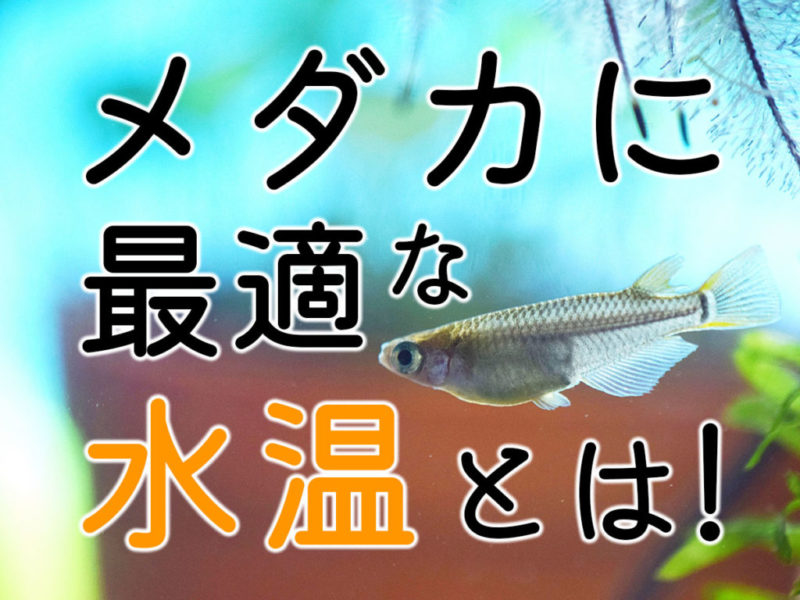 メダカに最適な水温とは!の文字と泳ぐメダカの画像