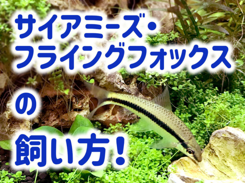 サイアミーズ・フライングフォックスの飼い方の見出し画像
