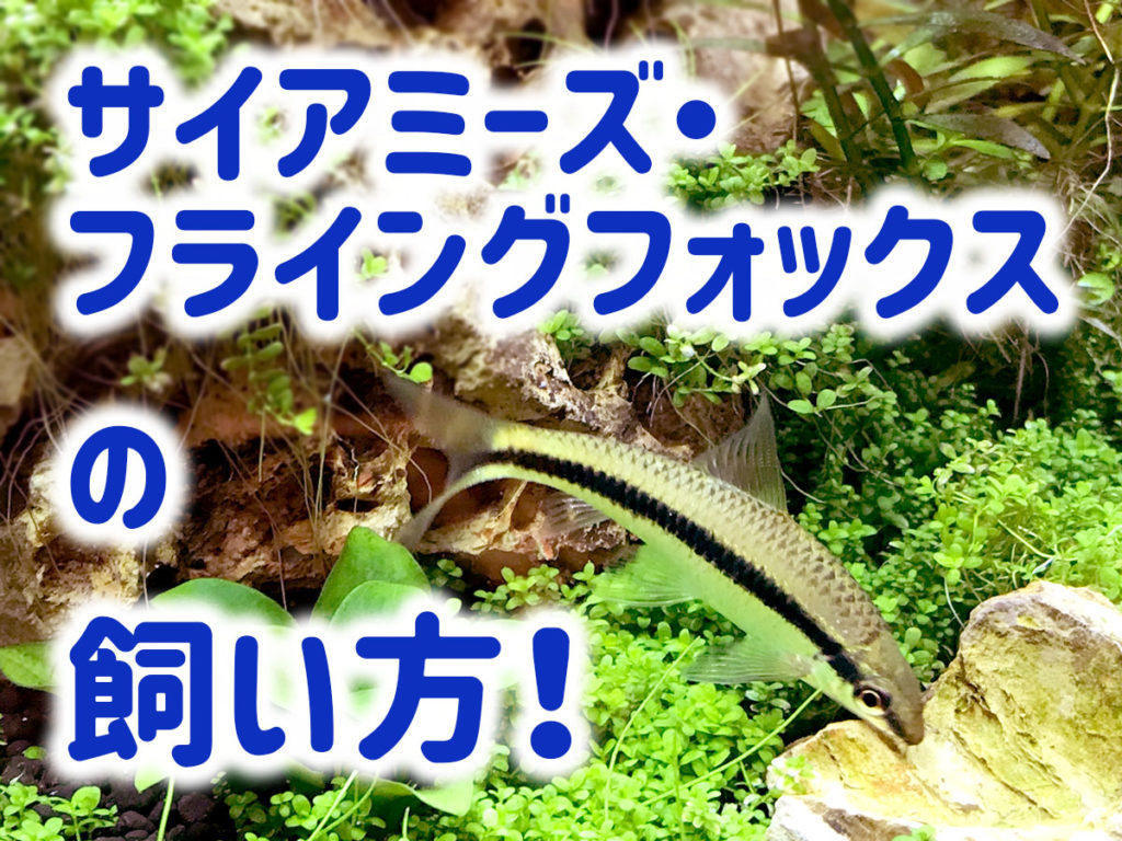 サイアミーズフライングフォックスとは!飼育・成長後の注意点を解説のサムネイル画像