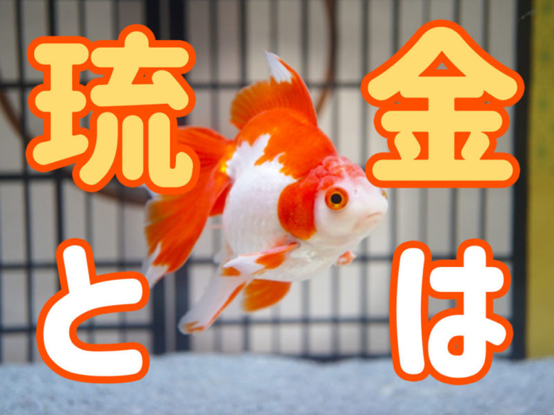 琉金と金魚はの文字テキストと紅白の琉金の見出し画像