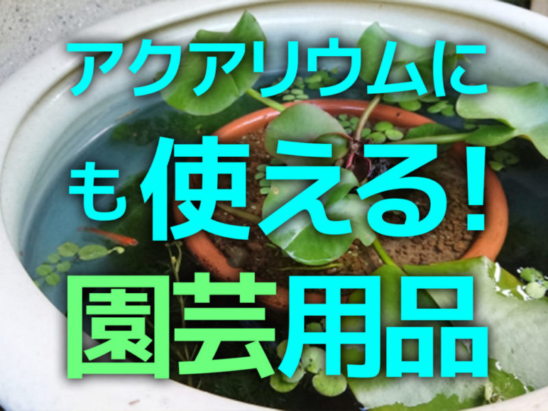 アクアリウムにも使える園芸用品の見出し画像