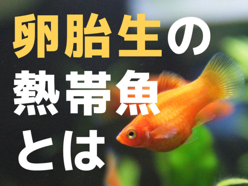 卵胎生の熱帯魚とはの文字とオレンジ色の熱帯魚の見出し画像