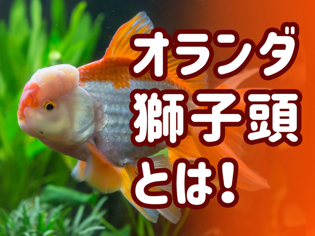 オランダ獅子頭とは！飼育に必要な物、品種、大きく育てるポイントのサムネイル画像