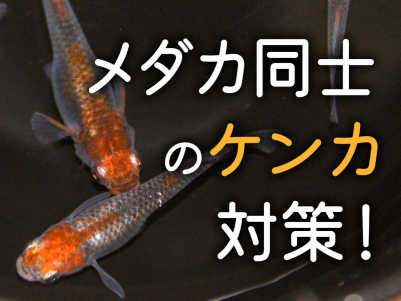 メダカ同士のケンカ対策！の文字と泳ぐメダカの画像